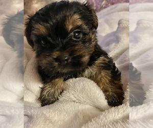 Yorkshire Terrier Puppy for sale in JOHNSTOWN, PA, USA