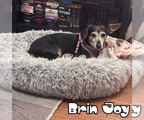 Medium Photo #4 Dachshund Puppy For Sale in San Antonio, TX, USA