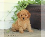 Small #4 Poodle (Miniature)