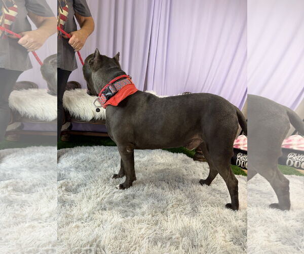 Medium Photo #2 Staffordshire Bull Terrier Puppy For Sale in Goodyear, AZ, USA