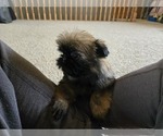 Small #5 Shih Tzu