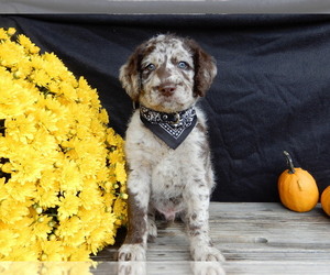 Miniature Labradoodle Puppy for sale in MILLERSBURG, OH, USA
