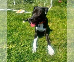 Labrador Retriever-Unknown Mix Dogs for adoption in New London, WI, USA