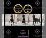 Puppy Kamila AKC Doberman Pinscher