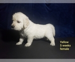 Small Photo #7 Golden Retriever Puppy For Sale in ROMULUS, MI, USA