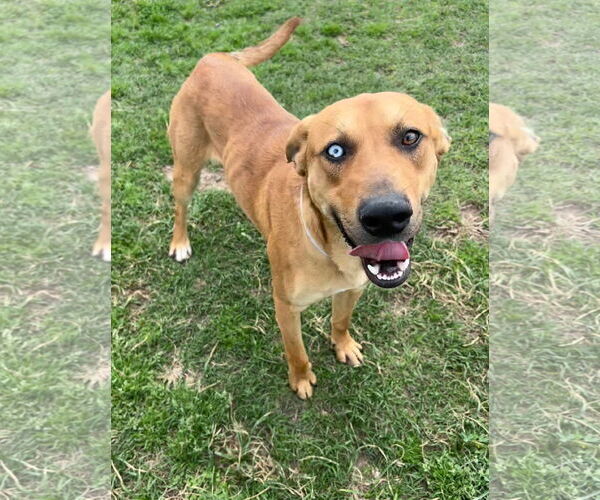 Medium Photo #2 Redbone Coonhound-Unknown Mix Puppy For Sale in Conroe, TX, USA