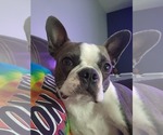 Small Photo #1 Boston Terrier Puppy For Sale in NEWBURGH, IN, USA