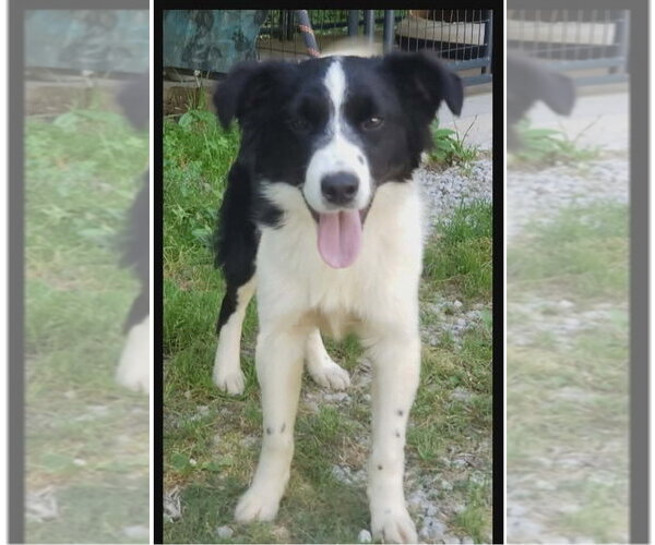 Medium Photo #1 Border Collie Puppy For Sale in Bloomingdale, NJ, USA