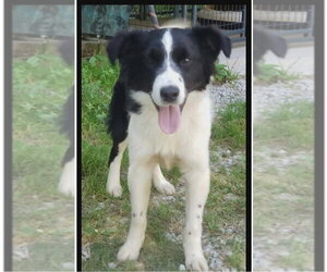Border Collie Dogs for adoption in Bloomingdale, NJ, USA