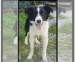 Small Border Collie