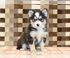 Pomsky Puppy for Sale in DENVER, Pennsylvania USA