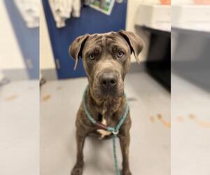 Mutt Dogs for adoption in Peoria, IL, USA