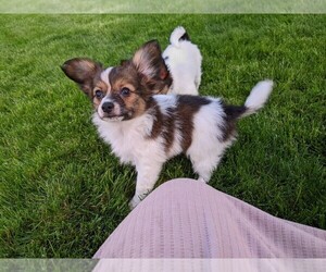 Papillon Puppy for sale in MILLERSBURG, OH, USA