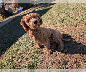 Mother of the Goldendoodle (Miniature) puppies born on 09/24/2026