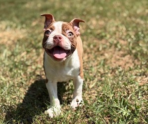Boston Terrier Puppy for sale in HICKORY, NC, USA