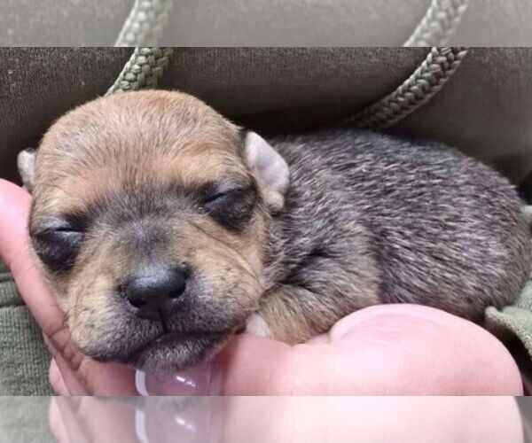 Medium Photo #3 Chihuahua-Unknown Mix Puppy For Sale in Lakewood, CO, USA