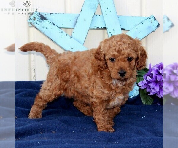 Medium Photo #4 Goldendoodle-Poodle (Miniature) Mix Puppy For Sale in RONKS, PA, USA