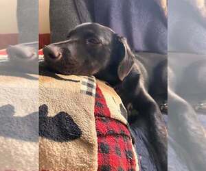 Poppy (AL) - Female Labrador Retriever-Unknown Mix Dog for Adoption - Photo #7