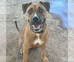 Retriever -Unknown Mix Dogs for adoption in Washington, DC, USA