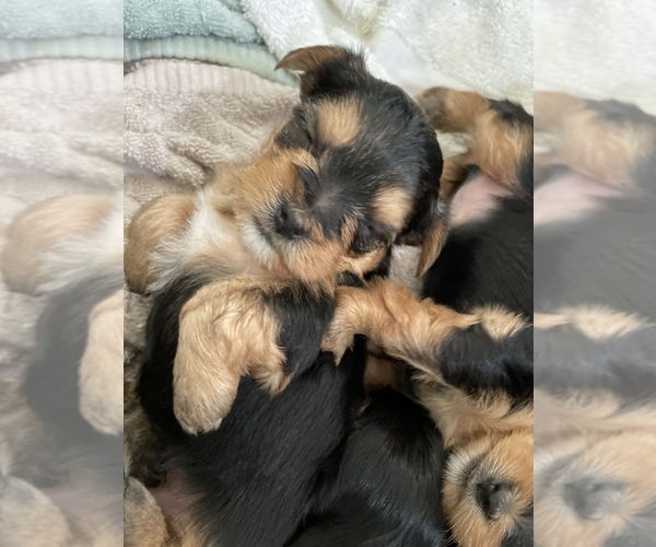 Medium Photo #4 Yorkshire Terrier Puppy For Sale in DANVILLE, CA, USA