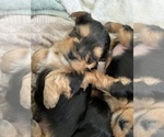 Small Photo #4 Yorkshire Terrier Puppy For Sale in DANVILLE, CA, USA
