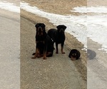 Small Photo #2 Rottweiler Puppy For Sale in NEW PORT RICHEY, FL, USA