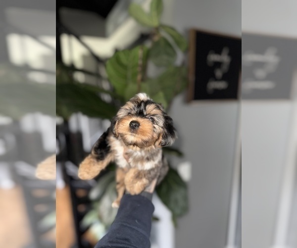 Medium Photo #9 Yorkshire Terrier Puppy For Sale in JOHNSTON, RI, USA