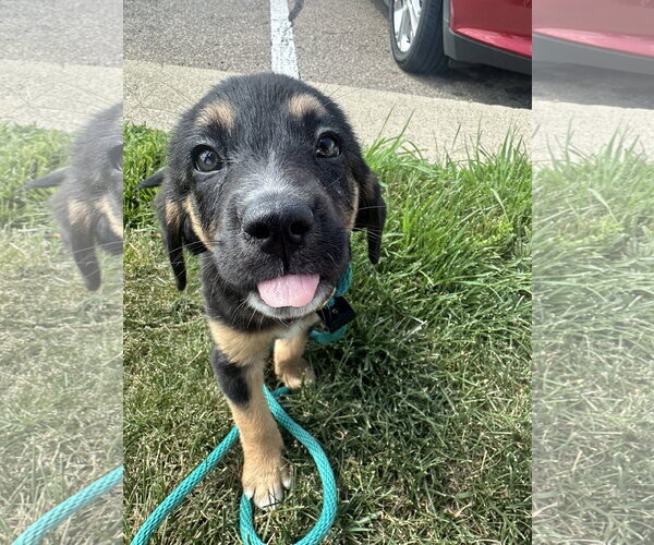 Medium Photo #4 Mutt Puppy For Sale in Germantown, OH, USA