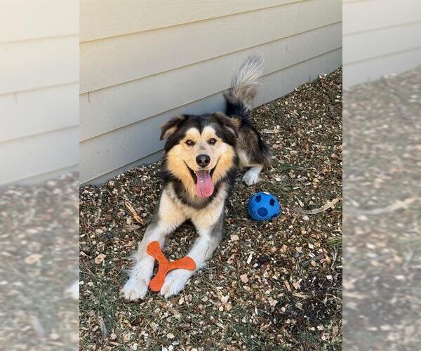 Medium Photo #2 Aussie Siberian Puppy For Sale in South Lake Tahoe, CA, USA