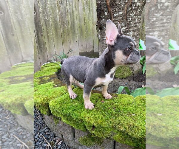 Medium Photo #15 French Bulldog Puppy For Sale in HILLSBORO, OR, USA