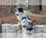 Small #2 Australian Shepherd