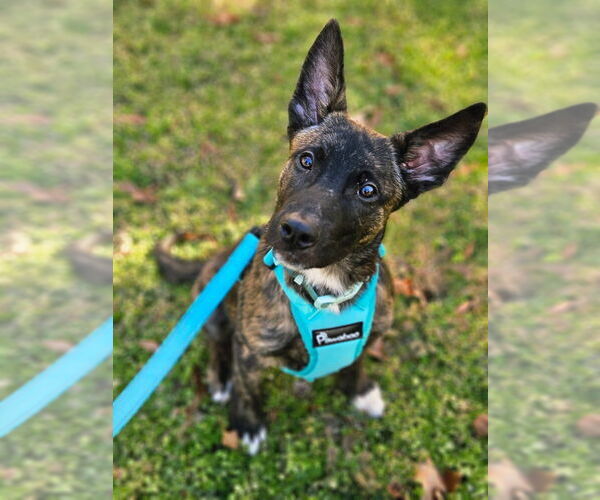 Medium Photo #4 Holland Shepherd-Unknown Mix Puppy For Sale in Imlay City, MI, USA