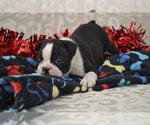 Small #1 Boston Terrier