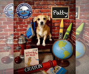 Chihuahua-Unknown Mix Dogs for adoption in Arcadia, FL, USA