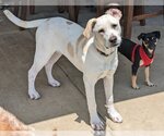 Small #4 Basset Hound-Labrador Retriever Mix