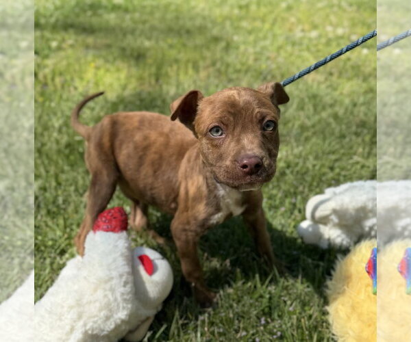 Medium Photo #2 Boxer-Unknown Mix Puppy For Sale in Yardley, PA, USA