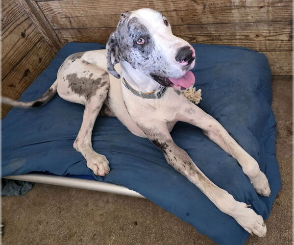 Medium Photo #2 Great Dane Puppy For Sale in Palm Beach, FL, USA