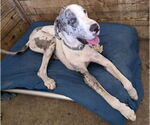 Small #1 Great Dane