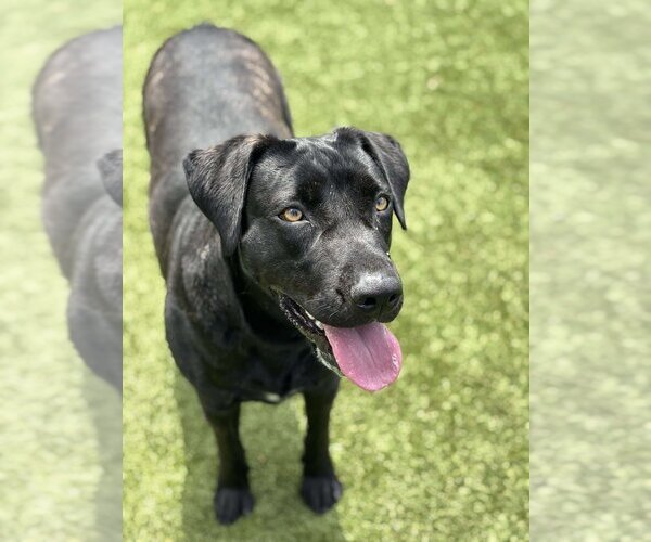 Medium Photo #2 Mutt Puppy For Sale in Godfrey, IL, USA