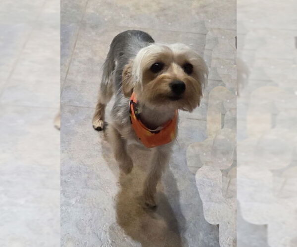 Medium Photo #3 Mutt Puppy For Sale in Spring, TX, USA