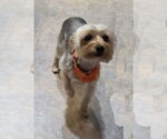 Small #2 Mutt
