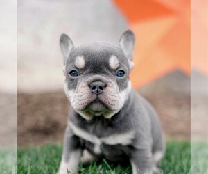 French Bulldog Puppy for sale in LANCASTER, PA, USA