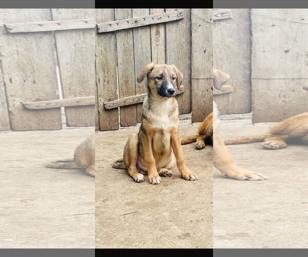 Medium Photo #1 Mutt Puppy For Sale in NYC, NY, USA