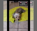 Small #1 Yorkshire Terrier