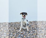 Small #10 Mutt