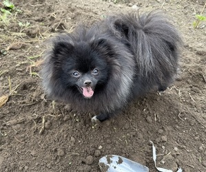Mother of the Pomeranian puppies born on 06/11/2026