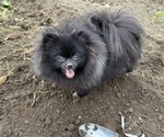 Small Photo #1 Pomeranian Puppy For Sale in LISBON, NY, USA