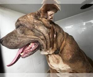 Labrador Retriever Dogs for adoption in Houston, TX, USA
