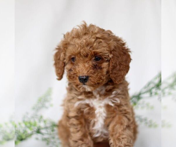 Medium Photo #2 Poodle (Miniature) Puppy For Sale in EAST EARL, PA, USA