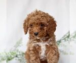Small Photo #2 Poodle (Miniature) Puppy For Sale in EAST EARL, PA, USA